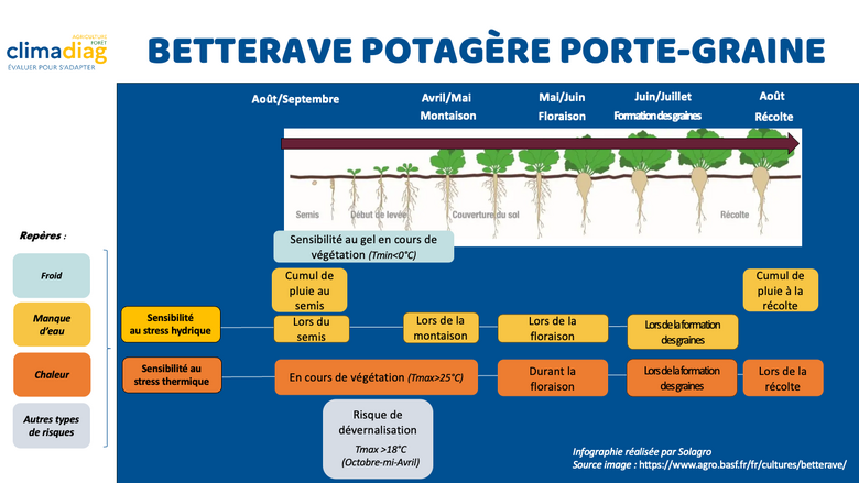 Betterave potagère porte-graine