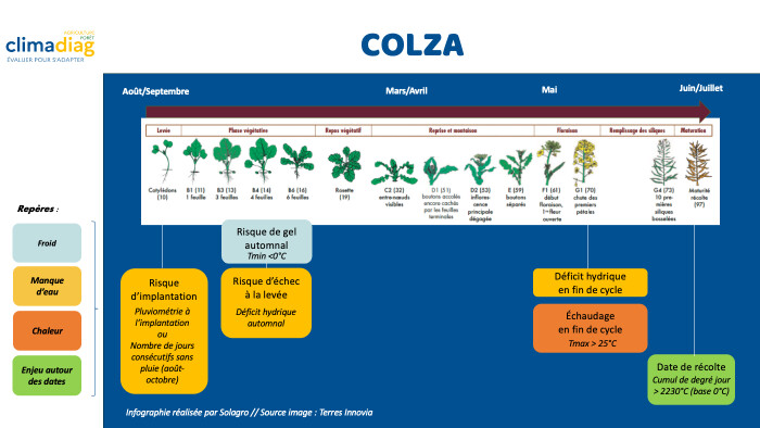Colza - Climadiag - Solagro